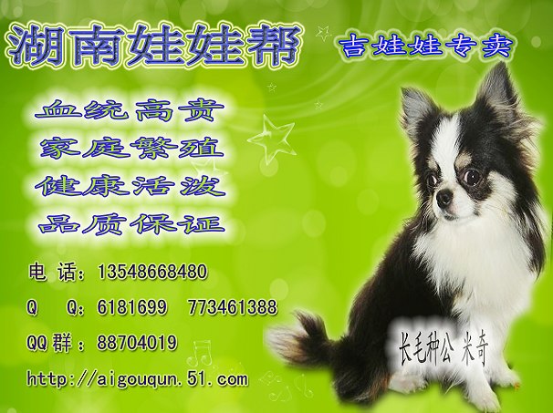 娃娃帮宣传.jpg